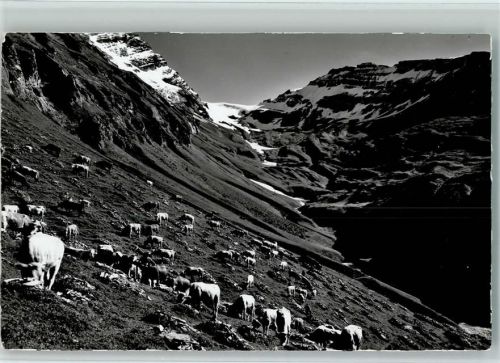 Leukerbad Alp Clavinen weidende Kühe