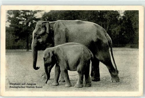 4000 Basel Bâle - Zoologischer Garten Elefant