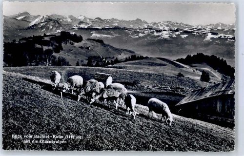 8340 Bachtel - Bachtelalm Schafe