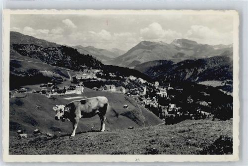 7050 Arosa - Kuh, Gesamtansicht AKU2