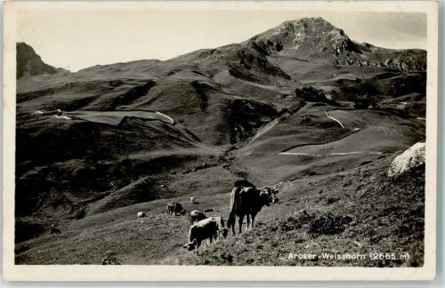 Weisshorn Arosa - Kühe
