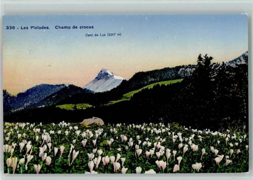 Les Pléiades - Champ de crocus Dent de Lys Abendrot