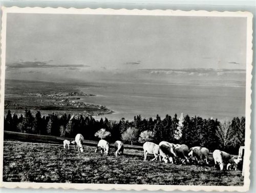 9035 Grub AR - Kuhherde