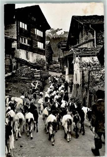 3984 Fiesch - Auszug der Ziegen