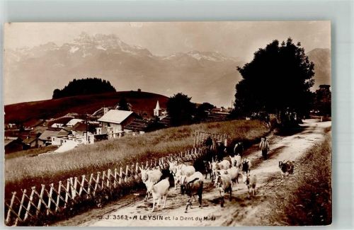 1854 Leysin Foto AK Ziege