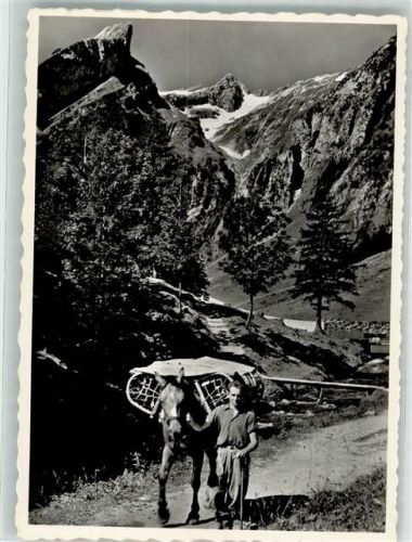 Alpstein Foto AK Seealpsäumer Säntis Foto Eggenberger Lastpferd