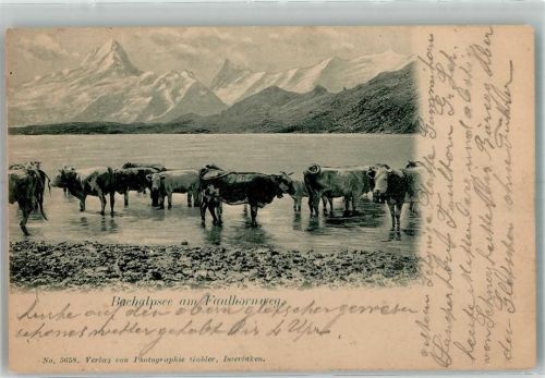3818 Grindelwald 1902 Foto AK Bachalpsee Faulhornweg Rinderherde