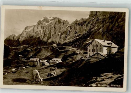 Grosse Scheidegg 1930 Foto AK Wellhorn Kühe