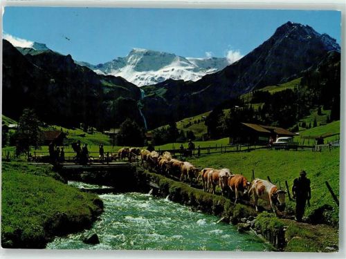Wildstrubel Foto AK Kühe Alpabfahrt Foto Gyger
