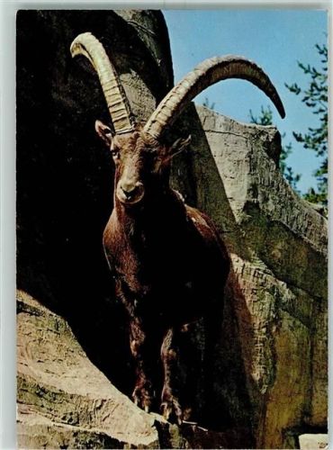 8135 Langnau am Albis - Wildpark Langenberg Steinbock