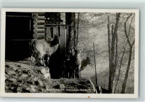 Harder - Alpenwildpark Gemsen