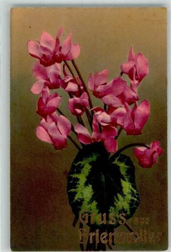 3856 Brienzwiler - Photochromie Serie 562 Nr. 1363 Blumenportrait