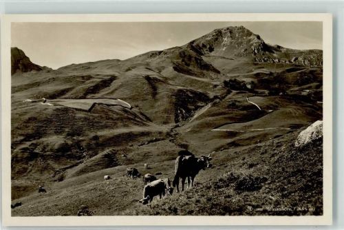 Weisshorn Arosa - Kühe