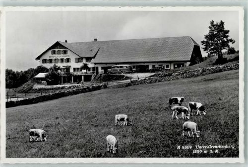 Untergrenchenberg - Kühe