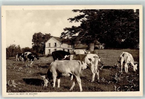 1446 Baulmes - Chalet Mont Baulmes Kuhherde