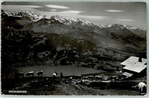 Niederhorn - Kühe