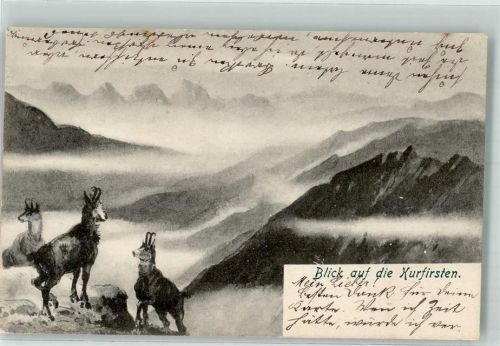 Churfirsten 1904 - Gämse