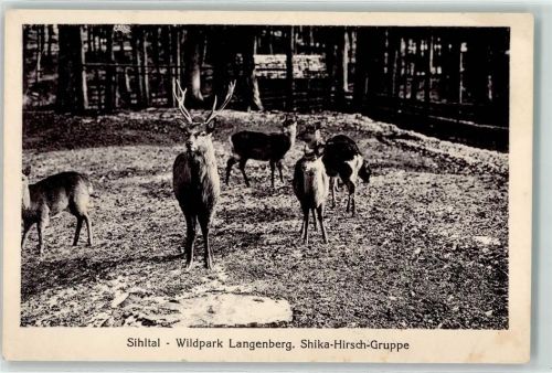 8135 Langnau am Albis - Sihltal Wildpark Langenberg Shika Hirsch Gruppe