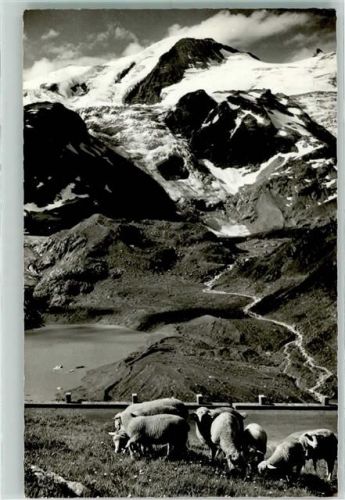 3952 Susten - Sustenstrasse Gwächtenhorn Schafe