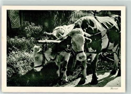 7220 Schiers - Kühe am Karren Rast