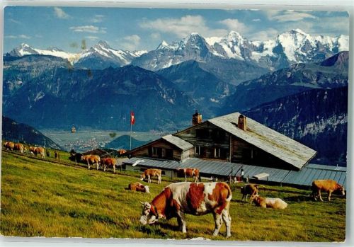 Niederhorn - Berghaus Kuhherde Berneralpen