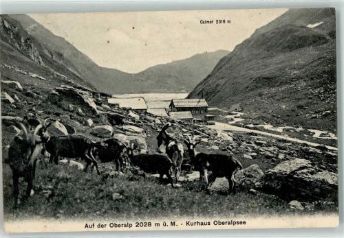 Oberalp 1912 - Kurhaus Oberalpsee Ziegen