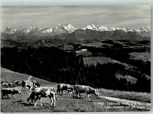 Lüderenalp - Alpenkette Kuhherde