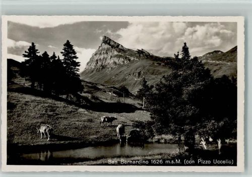 6565 S. Bernardino - Kühe