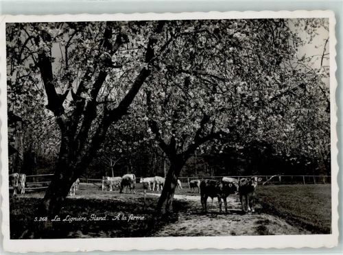 1196 Gland - Kuhweide