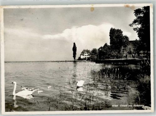 8592 Uttwil Foto AK Uferpartie Schwäne Bahnpost
