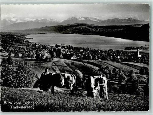 5707 Seengen - Eichberg Kühe