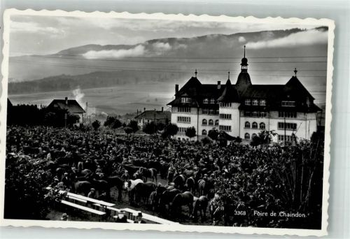 Chaindon 1952 Foto AK Marktszene Viehmarkt