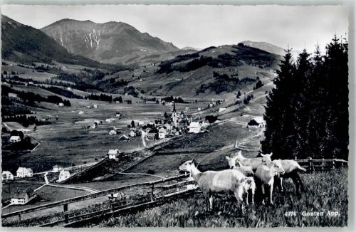 9108 Gonten - Ziegen
