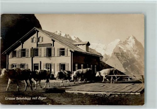 Grosse Scheidegg - Kühe