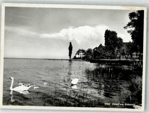 8592 Uttwil 1958 Foto AK Uferpartie Schwäne