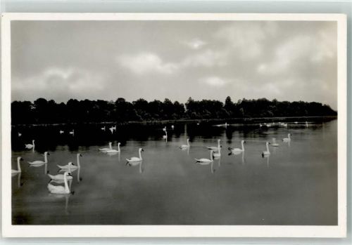 9423 Altenrhein Foto AK Schwanenkolonie bodensee
