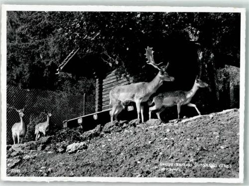 8374 Dussnang Foto AK Kurhaus Hirschpark Untersee Foto Gross