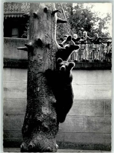 3000 Bern Berne Foto AK Bären Foto Bärtschi