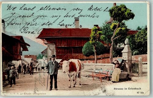 8703 Erlenbach ZH - Strasse Kuh