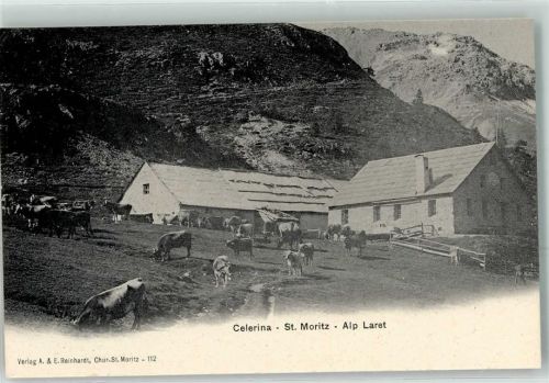 7505 Celerina/Schlarigna - Alp Laret Kühe