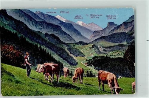 Balmhorn - Kühe auf der Alp