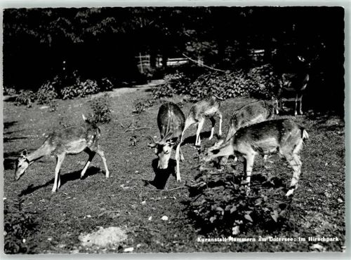 8265 Mammern Foto AK Kuranstalt Hirschpark Untersee Foto Gaberell