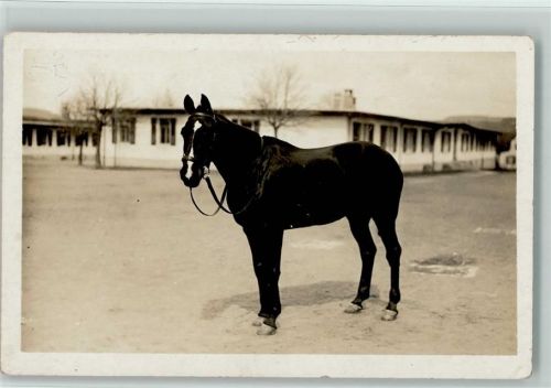 8180 Bülach - Kaserne Pferd