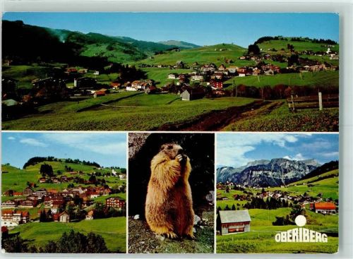 8843 Oberiberg - Murmerltier