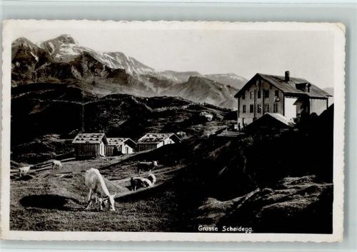 Grosse Scheidegg - Ortsansicht Kühe
