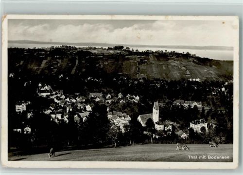 9425 Thal - Bodensee Kühe