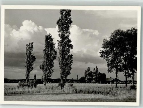 8274 Gottlieben Foto AK Abendstimmung im Ried