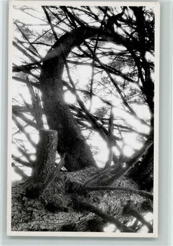 8494 Bauma - Baumaufnahme