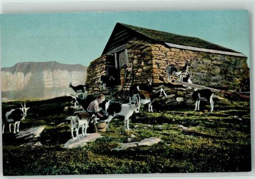 Auf hoher Alp , Ziege AK
