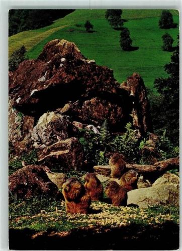 8135 Langnau am Albis - Wildpark Langenberg Murmeltiere